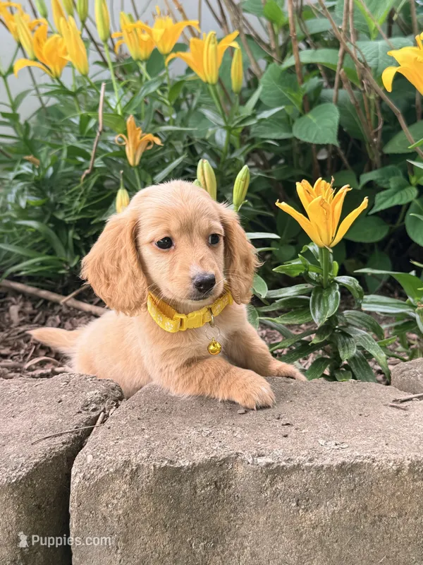 💜Penny💜 – Miniature Dachshund puppy for sale in Plum, PA