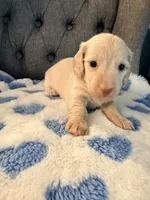 💚Fozzy💚, a male Miniature Dachshund for sale in Plum, PA – 4 of 8