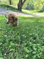 💕Paisley💕, a female Miniature Dachshund for sale in Plum, PA – 5 of 9