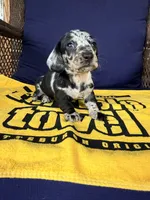 💙Smokey💙, a male Miniature Dachshund for sale in Plum, PA – 10 of 10