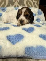 💙Chip💙, a male Miniature Dachshund for sale in Plum, PA – 5 of 7