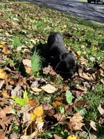 💚Jett💚, a male Miniature Dachshund for sale in Plum, PA – 2 of 9