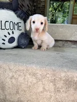 💚Fozzy💚, a male Miniature Dachshund for sale in Plum, PA – 3 of 9