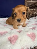 🩷Mavis🩷, a female Miniature Dachshund for sale in Plum, PA – Photo 3 of 6