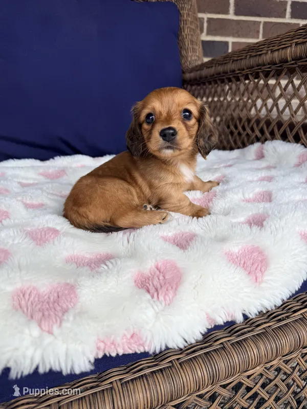 🩷Mavis🩷 – Miniature Dachshund puppy for sale in Plum, PA