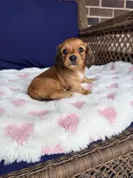 🩷Mavis🩷, a female Miniature Dachshund for sale in Plum, PA – Photo 1 of 6