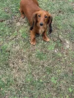 🩷Mavis🩷, a female Miniature Dachshund for sale in Plum, PA – Photo 8 of 8