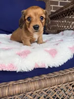 🩷Mavis🩷, a female Miniature Dachshund for sale in Plum, PA – Photo 6 of 6
