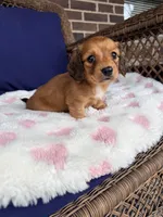 🩷Mavis🩷, a female Miniature Dachshund for sale in Plum, PA – Photo 5 of 6