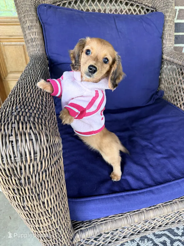 🩷Molly🩷 – Miniature Dachshund puppy for sale in Plum, PA