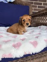 🩷Mavis🩷, a female Miniature Dachshund for sale in Plum, PA – Photo 4 of 6