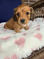 🩷Mavis🩷, a female Miniature Dachshund for sale in Plum, PA – Photo 2 of 6