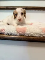 🩷Daisy🩷, a female Miniature Dachshund for sale in Plum, PA – 4 of 6