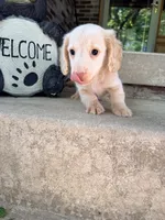 💚Fozzy💚, a male Miniature Dachshund for sale in Plum, PA – 2 of 9