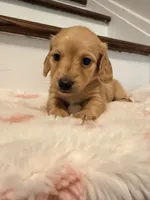 💜Penny💜, a female Miniature Dachshund for sale in Plum, PA – 3 of 6