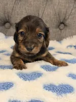 💚Huey💚, a male Miniature Dachshund for sale in Plum, PA – 3 of 3