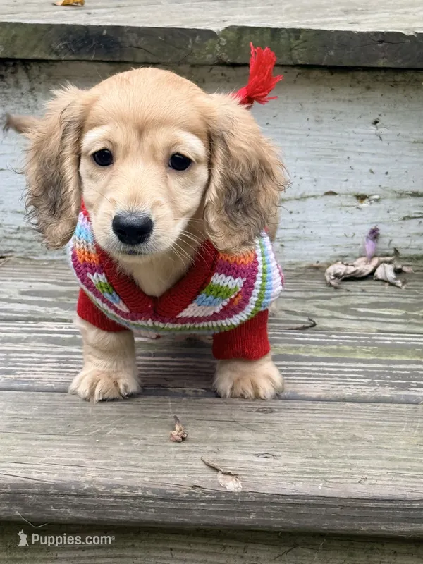 🩷 Dolly🩷 – Miniature Dachshund puppy for sale in Plum, PA