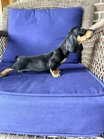 🩷Greta🩷, a female Miniature Dachshund for sale in Plum, PA – 3 of 7