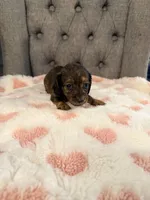 💜Webby💜, a female Miniature Dachshund for sale in Plum, PA – 4 of 4