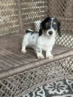 Bruno, a male Miniature Dachshund for sale in Plum, PA – Photo 4 of 10