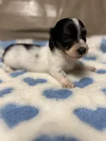 Bruno, a male Miniature Dachshund for sale in Plum, PA – Photo 6 of 10