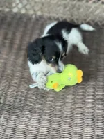 Bruno, a male Miniature Dachshund for sale in Plum, PA – Photo 2 of 10