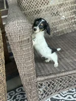 Bruno, a male Miniature Dachshund for sale in Plum, PA – Photo 3 of 10