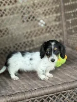 Bruno, a male Miniature Dachshund for sale in Plum, PA – Photo 1 of 10