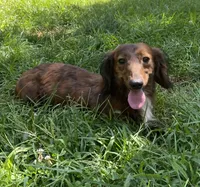 Bruno, a male Miniature Dachshund for sale in Plum, PA – Photo 10 of 10