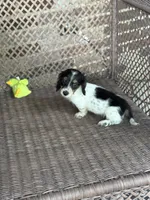 Bruno, a male Miniature Dachshund for sale in Plum, PA – Photo 5 of 10