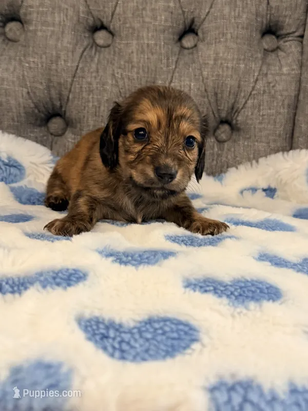 💙Luey💙 – Miniature Dachshund puppy for sale in Plum, PA