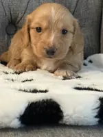 Boone❤️, a male Miniature Dachshund for sale in Plum, PA – Photo 7 of 10