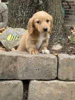 Boone❤️, a male Miniature Dachshund for sale in Plum, PA – Photo 4 of 10