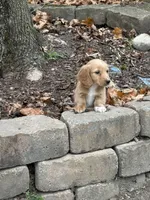 Boone❤️, a male Miniature Dachshund for sale in Plum, PA – Photo 3 of 10