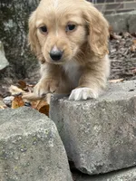 Boone❤️, a male Miniature Dachshund for sale in Plum, PA – Photo 6 of 10