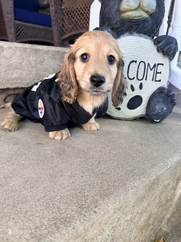 💚Guinness💚 – Miniature Dachshund puppy for sale in Plum, PA
