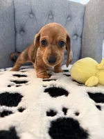 🩵Yoshi🩵, a male Miniature Dachshund for sale in Plum, PA – Photo 5 of 8