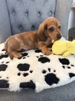 🩵Yoshi🩵, a male Miniature Dachshund for sale in Plum, PA – Photo 3 of 8