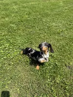 🩵Yoshi🩵, a male Miniature Dachshund for sale in Plum, PA – Photo 8 of 8