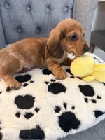 🩵Yoshi🩵, a male Miniature Dachshund for sale in Plum, PA – Photo 2 of 8