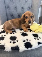 🩵Yoshi🩵, a male Miniature Dachshund for sale in Plum, PA – Photo 1 of 8