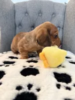 🩵Yoshi🩵, a male Miniature Dachshund for sale in Plum, PA – Photo 4 of 8