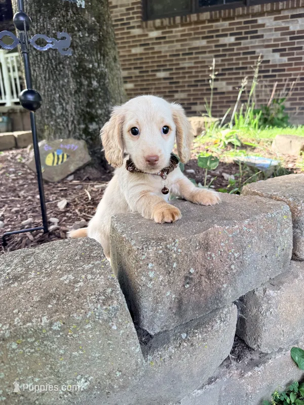 💚Fozzy💚 – Miniature Dachshund puppy for sale in Plum, PA