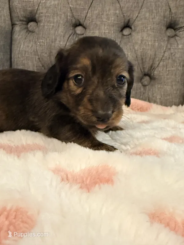 ❤️May❤️ – Miniature Dachshund puppy for sale in Plum, PA