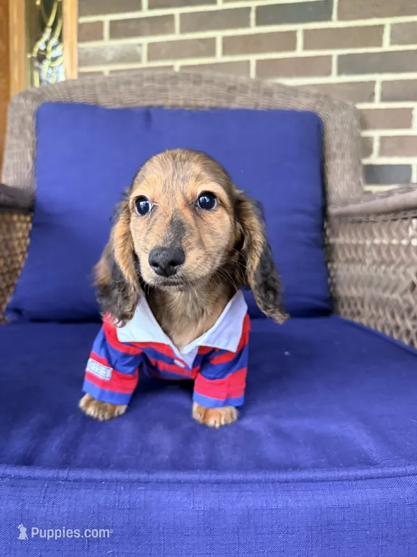 💚Huey💚 – Miniature Dachshund puppy for sale in Plum, PA