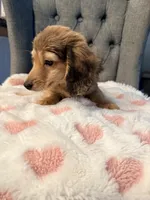 💕Paisley💕, a female Miniature Dachshund for sale in Plum, PA – 5 of 8