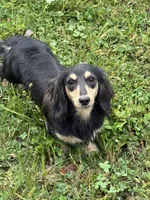 💕Paisley💕, a female Miniature Dachshund for sale in Plum, PA – 7 of 8