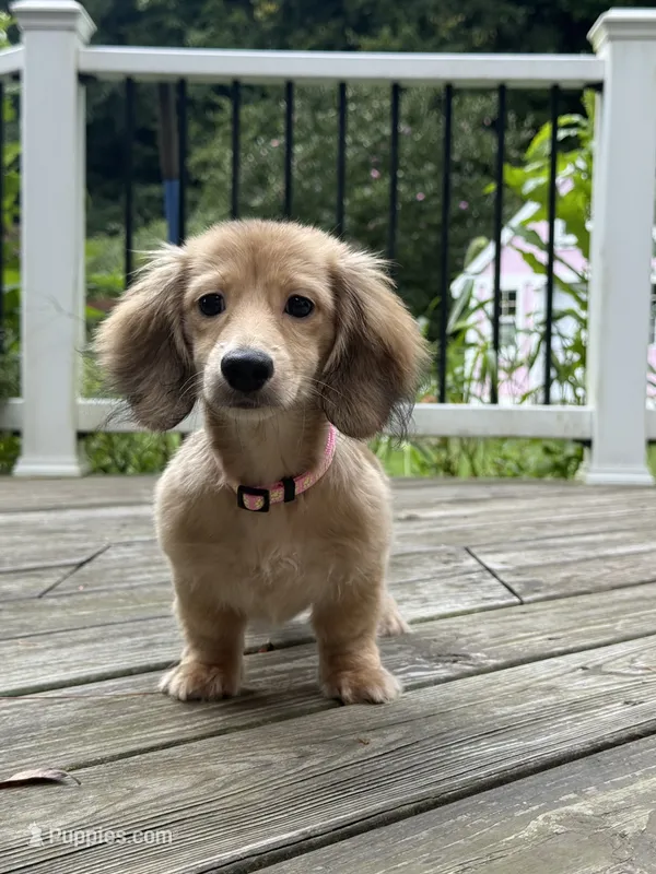 💕Paisley💕 – Miniature Dachshund puppy for sale in Plum, PA