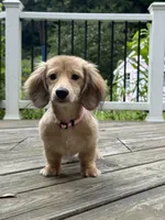 💕Paisley💕, a female Miniature Dachshund for sale in Plum, PA – 2 of 9
