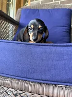 🩷Greta🩷, a female Miniature Dachshund for sale in Plum, PA – 5 of 7